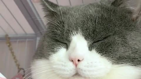 胖胖的小猫咪闭眼睛睡觉,太可爱了